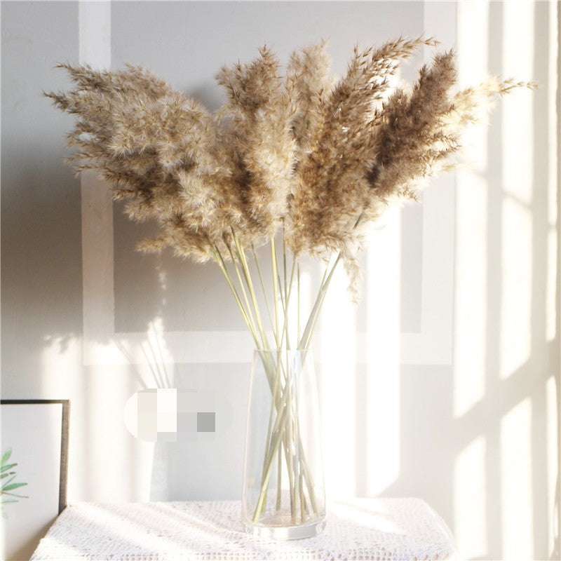 Dried Pampas Grass