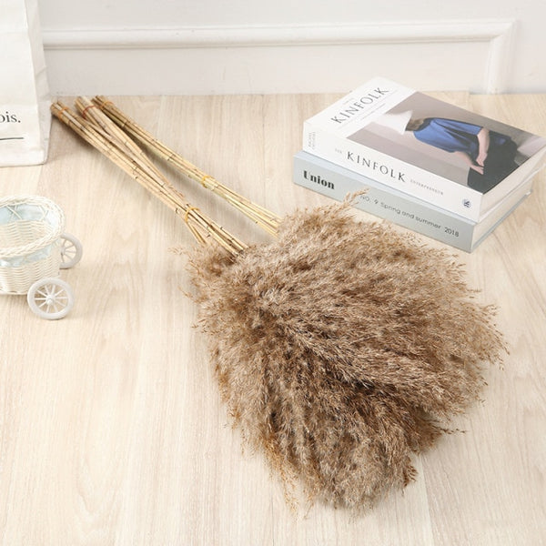 Dried Pampas Grass