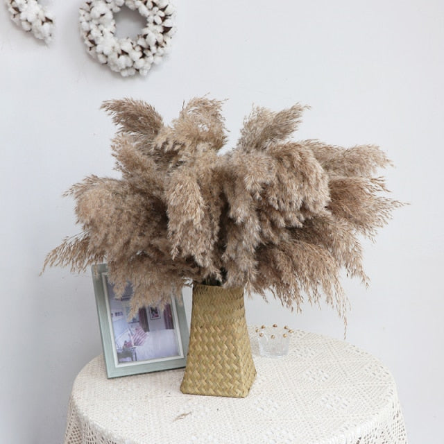 Dried Pampas Grass